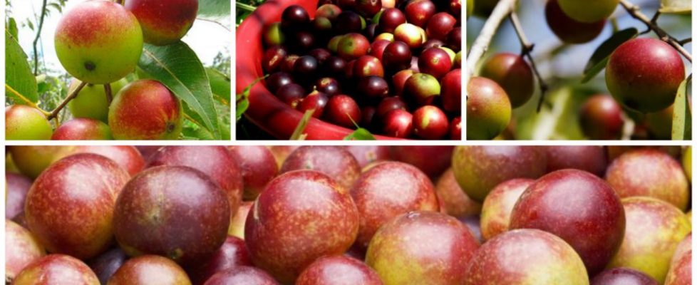 Camu camu portada